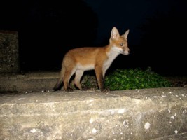 fox cub