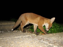 fox cub