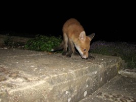 fox cub