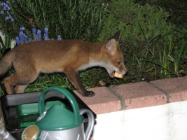 young fox cub
