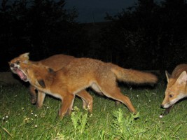 fox cub 