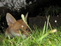 fox cub