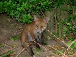  fox cub