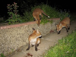  fox cubs