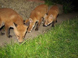 three fox cubs
