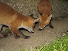  fox cubs