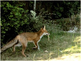 fox cub and frog