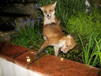  two fox cubs