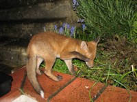  fox cub