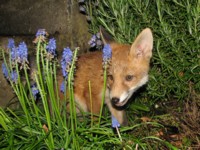  fox cub