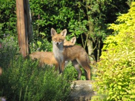  fox cub 