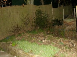  two young fox cubs