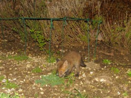 young fox cub