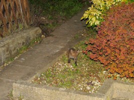  fox cub