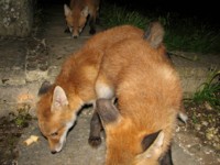  fox cubs