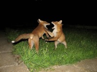  fox cubs