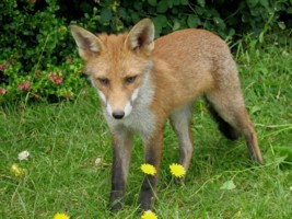  fox cub 
