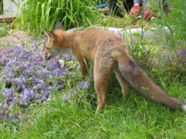 fox cub