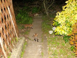  fox cub
