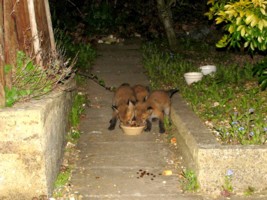 three fox cubs