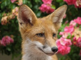 Fox Cubs Gallery 5