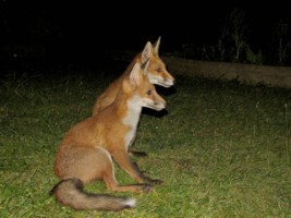  fox cub 