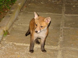 Fox Cubs Gallery 1
