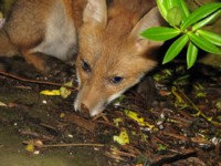  fox cub