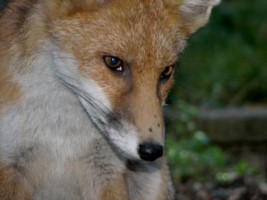 fox cub