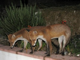 fox cub