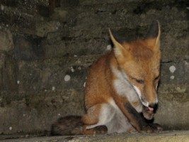 fox cub