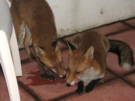 fox cub