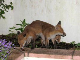  fox cubs