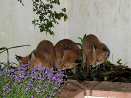  fox cubs