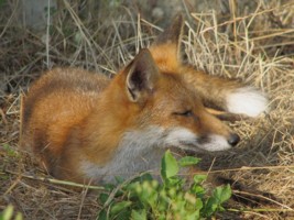 fox cub