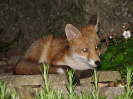  fox cub