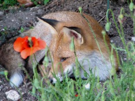 fox cub