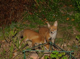 fox cubs