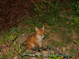 fox cub