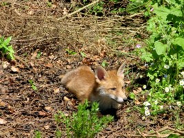 fox cub