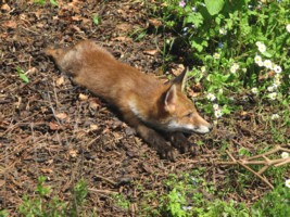  fox cub