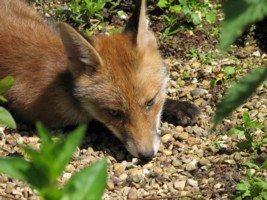  fox cub