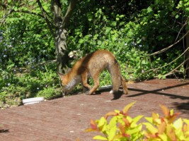  fox cub