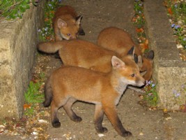 fox cub