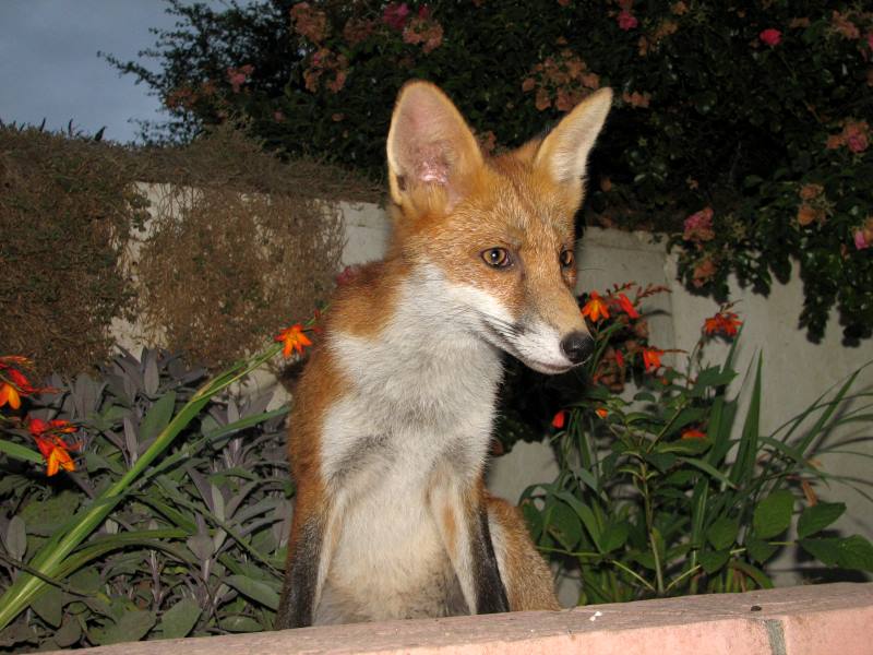fox cubs