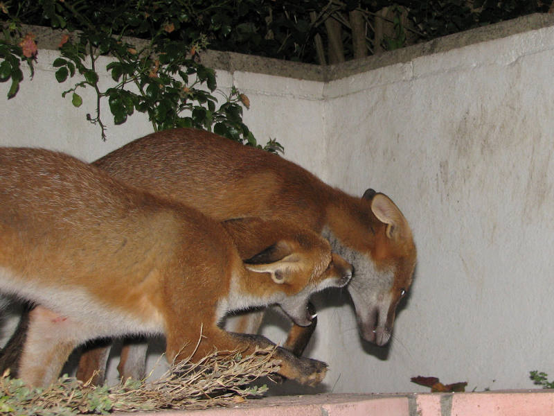 fox cubs