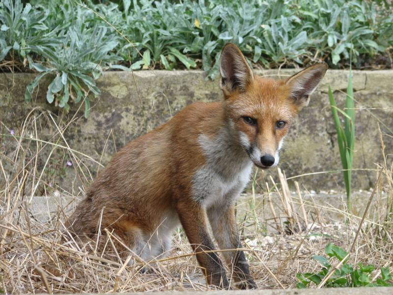 fox cubs