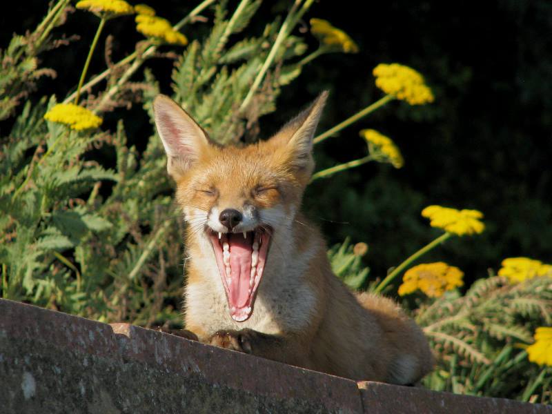 fox cubs