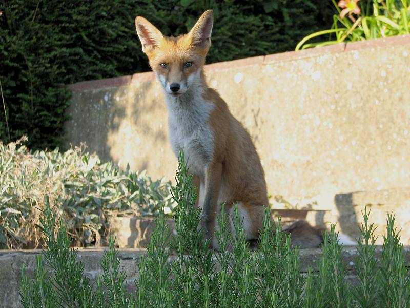 fox cubs