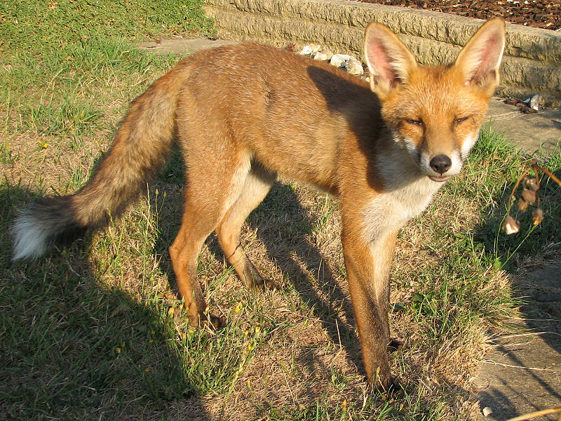fox cubs